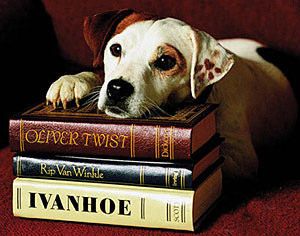 1165532321281_3484 wishone - jack russel terrier