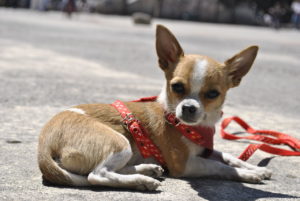 1280px-Chihuahueño_paseante