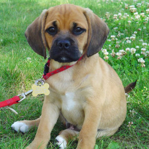 800px-BraxtonPuggle-edit1 via wikipedia.org