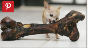 Chihuahua on Small Breed Standards Site.docx