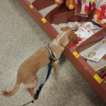 Snoozle at Petsmart