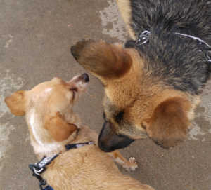 Snoozle with German Shepherd